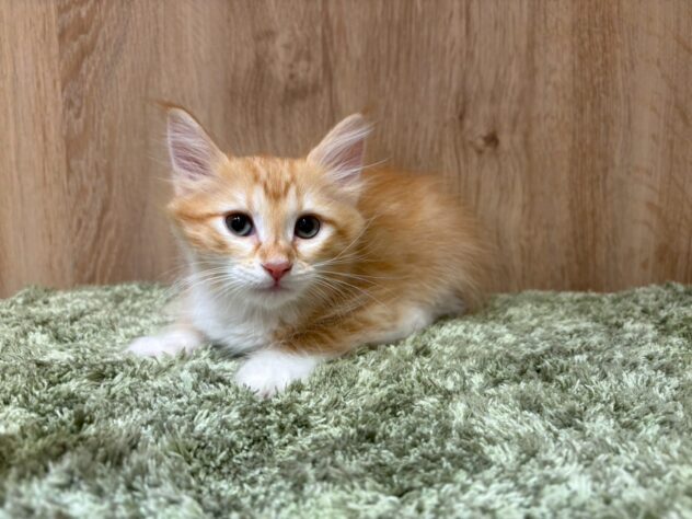 広島県のノルウェージャンフォレストキャット (アミーゴ広島商工センター店/2026年4月16日生まれ/男の子/レッドタビーホワイトバン)の子猫の2枚目の画像