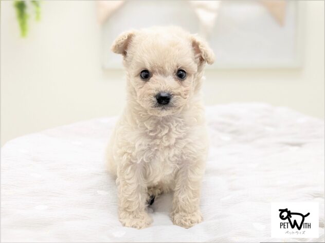 福島県のハーフ犬・ミックス犬 (アミーゴ会津若松店/2026年4月26日生まれ/男の子/クリーム)の子犬