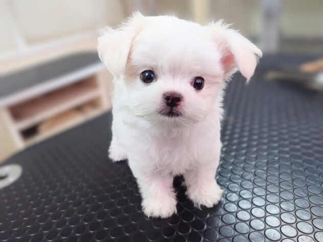 岡山県のハーフ犬・ミックス犬 (アミーゴ中庄店/2026年4月14日生まれ/男の子/クリーム)の子犬の4枚目の画像