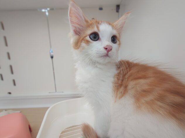 岡山県のノルウェージャンフォレストキャット (アミーゴ中庄店/2026年4月23日生まれ/男の子/レッドタビーホワイト)の子猫の4枚目の画像