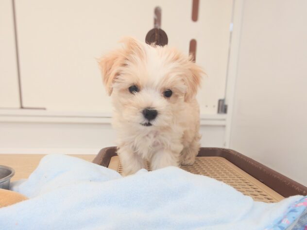 岡山県のハーフ犬・ミックス犬 (アミーゴ中庄店/2026年4月12日生まれ/男の子/クリーム)の子犬の3枚目の画像