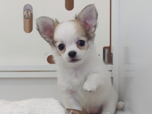 岡山県のチワワ(ロング) (アミーゴ中庄店/2026年4月13日生まれ/女の子/ホワイトレッド)の子犬の3枚目の画像