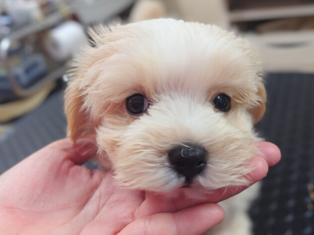 岡山県のハーフ犬・ミックス犬 (アミーゴ中庄店/2026年4月12日生まれ/男の子/クリーム)の子犬の4枚目の画像