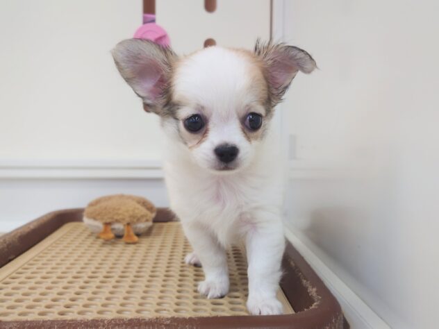 チワワ(ホワイトレッド)の子犬を価格や特徴で探す|ペットショップ探す