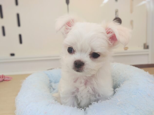 岡山県のハーフ犬・ミックス犬 (アミーゴ中庄店/2026年4月14日生まれ/男の子/クリーム)の子犬の3枚目の画像