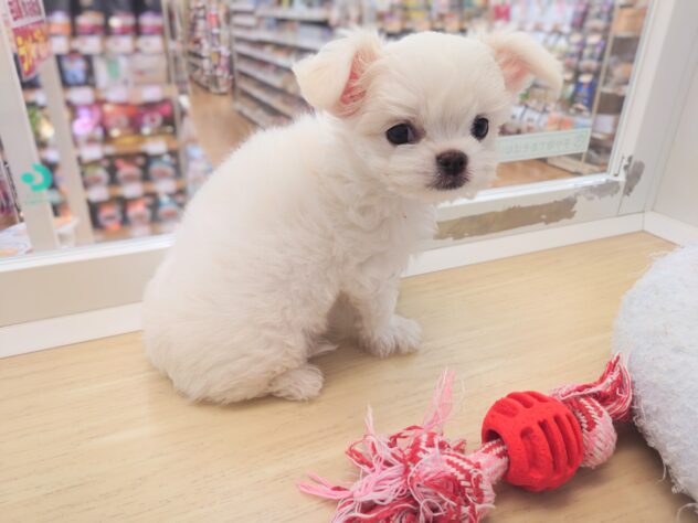 岡山県のハーフ犬・ミックス犬 (アミーゴ中庄店/2026年4月14日生まれ/男の子/クリーム)の子犬の2枚目の画像