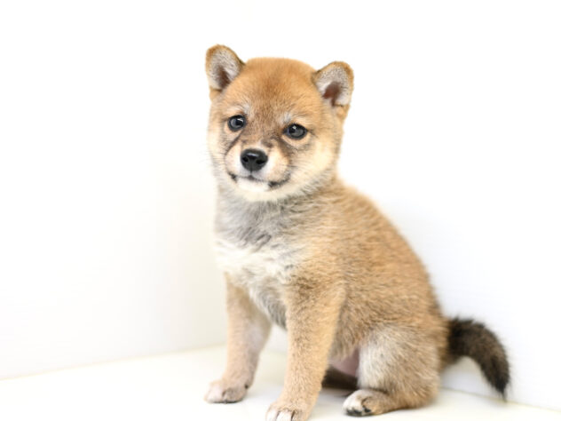 岡山県の豆柴 (アミーゴ大安寺店/2026年4月6日生まれ/女の子/赤)の子犬の4枚目の画像