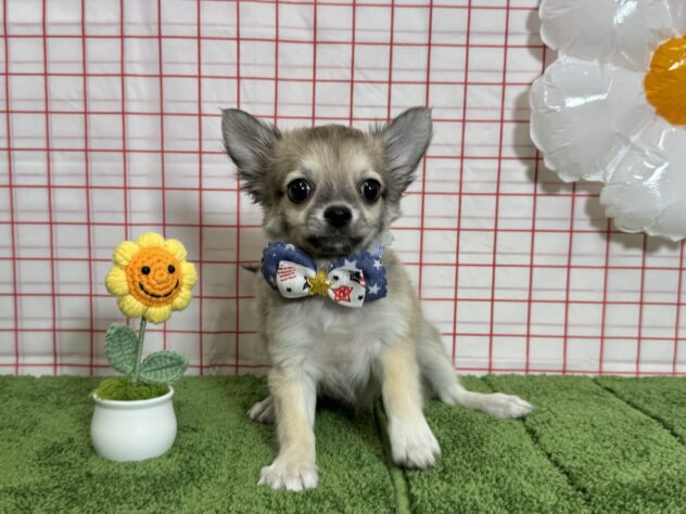 山形県のチワワ(ロング) (アミーゴ酒田店/2026年3月14日生まれ/男の子/フォーン)の子犬の2枚目の画像