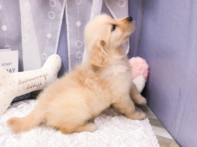 愛知県のゴールデンレトリバー (アミーゴ知立店/2026年4月29日生まれ/女の子/ゴールド)の子犬の3枚目の画像