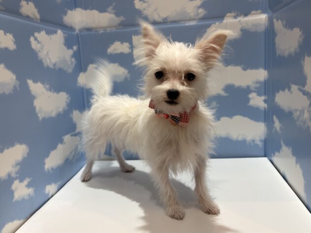 山形県のハーフ犬・ミックス犬 (アミーゴ山形南店/2025年9月14日生まれ/女の子/ホワイト)の子犬の1枚目の画像