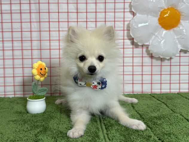 山形県のポメラニアン (アミーゴ酒田店/2026年1月14日生まれ/男の子/クリーム)の子犬の2枚目の画像