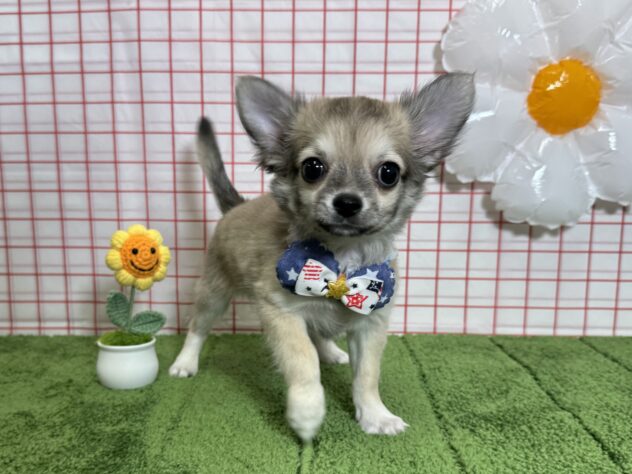 山形県のチワワ(ロング) (アミーゴ酒田店/2026年3月14日生まれ/男の子/フォーン)の子犬の1枚目の画像