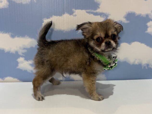 山形県のハーフ犬・ミックス犬 (アミーゴ山形南店/2026年4月26日生まれ/男の子/フォーン)の子犬の2枚目の画像