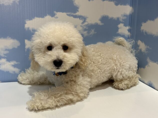 山形県のトイプードル(トイ) (アミーゴ山形南店/2026年2月4日生まれ/男の子/ペールフォーン)の子犬の2枚目の画像