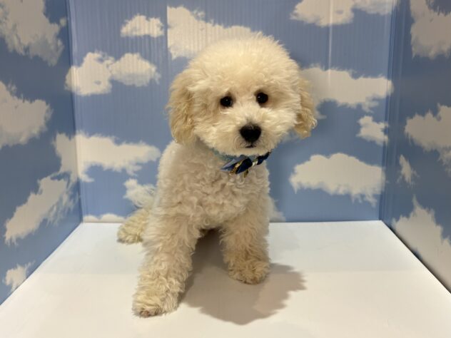山形県のトイプードル(トイ) (アミーゴ山形南店/2026年2月4日生まれ/男の子/ペールフォーン)の子犬の1枚目の画像