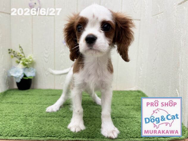 広島県のキャバリアキングチャールズスパニエル (アミーゴ大町店/2026年4月5日生まれ/男の子/ブレンハイム)の子犬の3枚目の画像