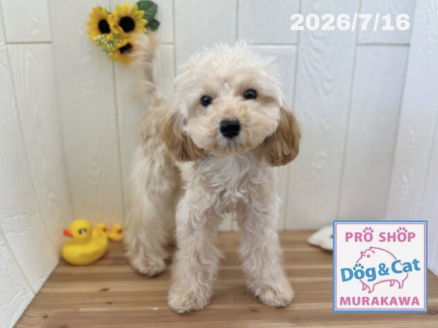 広島県のトイプードル(トイ) (アミーゴ大町店/2026年1月11日生まれ/女の子/オレンジフォーン)の子犬の1枚目の画像
