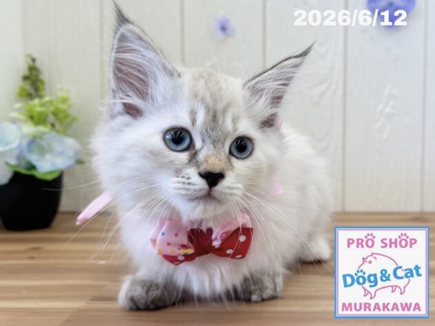 広島県のサイベリアン (アミーゴ大町店/2026年4月1日生まれ/女の子/シールリンクスポイント)の子猫の2枚目の画像