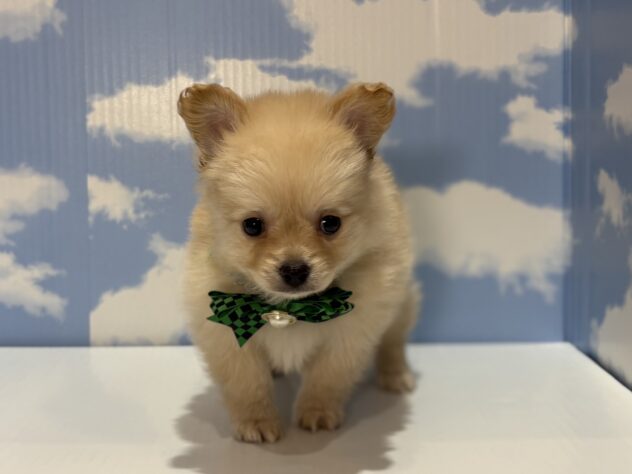 山形県のハーフ犬・ミックス犬 (アミーゴ山形南店/2026年4月5日生まれ/男の子/クリーム)の子犬