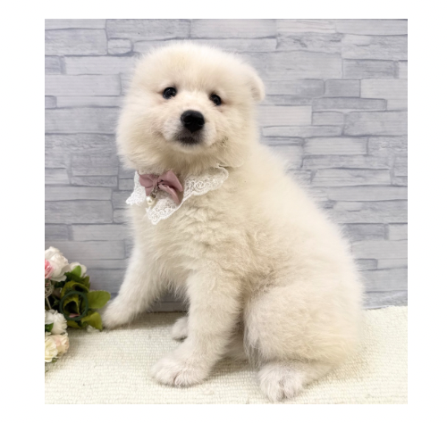 山口県のサモエド (アミーゴ周南店/2026年4月14日生まれ/女の子/ホワイト)の子犬の2枚目の画像