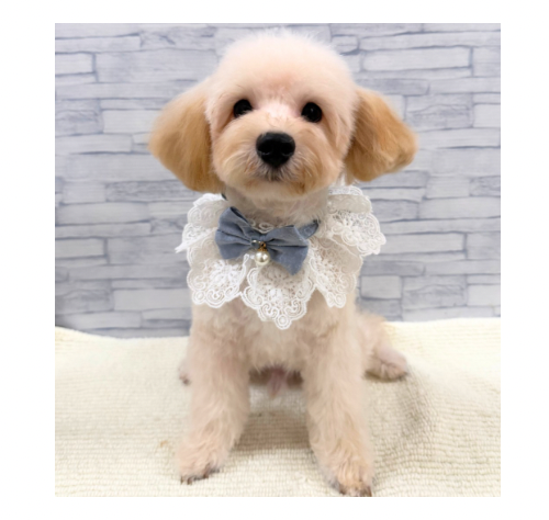 山口県のハーフ犬・ミックス犬 (アミーゴ周南店/2026年4月10日生まれ/男の子/クリーム)の子犬の1枚目の画像