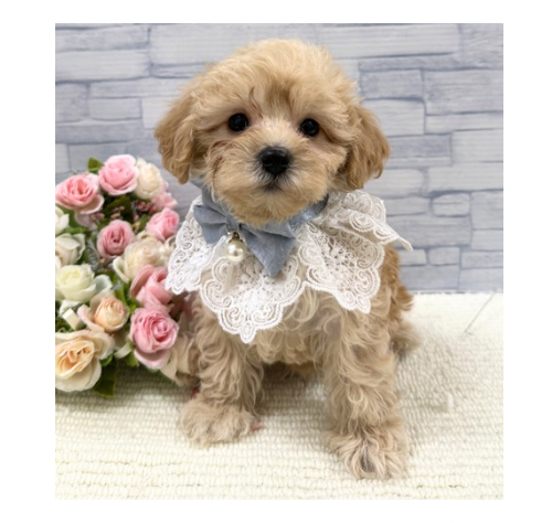山口県のハーフ犬・ミックス犬 (アミーゴ周南店/2026年4月10日生まれ/男の子/クリーム)の子犬