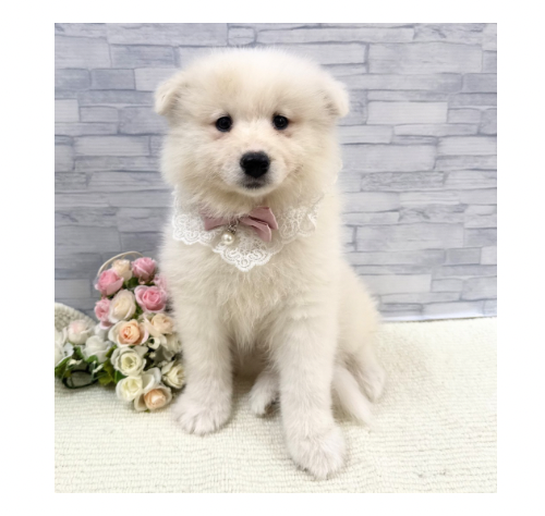 山口県のサモエド (アミーゴ周南店/2026年4月14日生まれ/女の子/ホワイト)の子犬の1枚目の画像