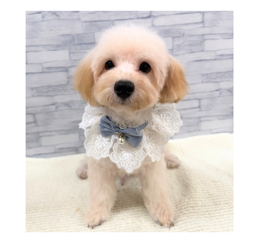 山口県のハーフ犬・ミックス犬 (アミーゴ周南店/2026年4月10日生まれ/男の子/クリーム)の子犬の2枚目の画像