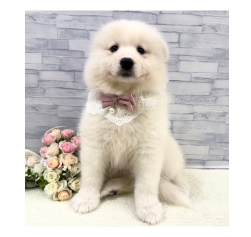 山口県のサモエド (アミーゴ周南店/2026年4月14日生まれ/女の子/ホワイト)の子犬の3枚目の画像