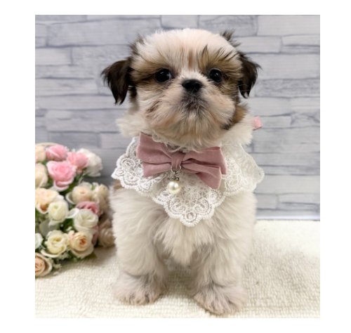 山口県のシーズー (アミーゴ周南店/2026年4月28日生まれ/女の子/ホワイトゴールド)の子犬