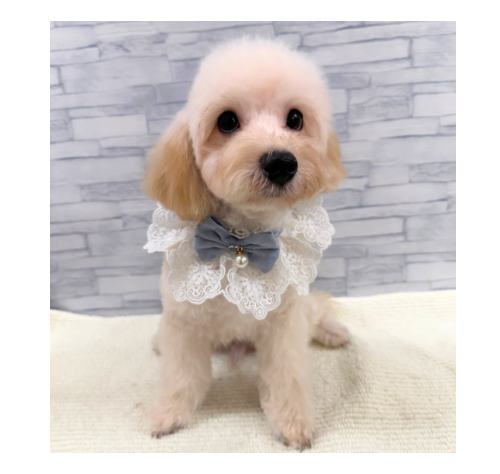 山口県のハーフ犬・ミックス犬 (アミーゴ周南店/2026年4月10日生まれ/男の子/クリーム)の子犬の3枚目の画像