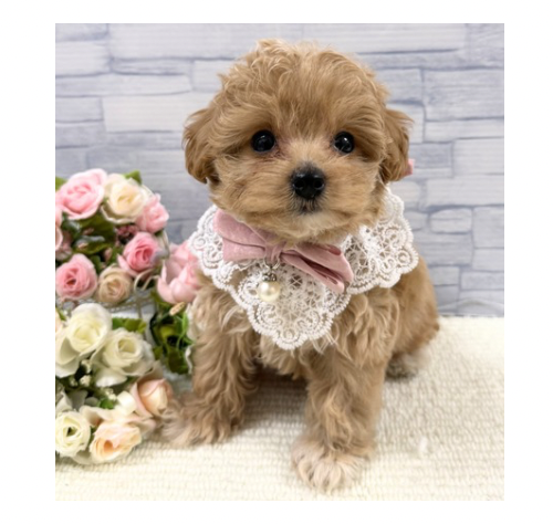 山口県のハーフ犬・ミックス犬 (アミーゴ周南店/2026年4月10日生まれ/女の子/クリーム)の子犬
