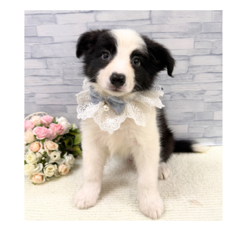 山口県のボーダーコリー (アミーゴ周南店/2026年4月24日生まれ/男の子/ブラックホワイト)の子犬の3枚目の画像