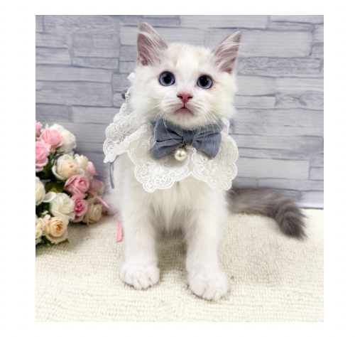 山口県のラグドール (アミーゴ周南店/2026年4月2日生まれ/男の子/ブルーポイントバイカラー)の子猫の2枚目の画像
