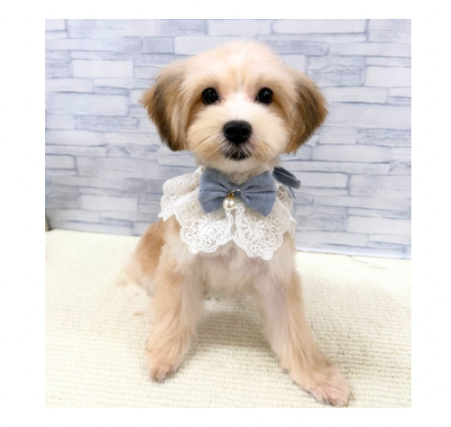 山口県のハーフ犬・ミックス犬 (アミーゴ周南店/2026年4月27日生まれ/男の子/セーブルホワイト)の子犬の1枚目の画像