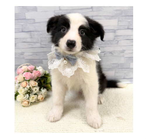 山口県のボーダーコリー (アミーゴ周南店/2026年4月24日生まれ/男の子/ブラックホワイト)の子犬の1枚目の画像