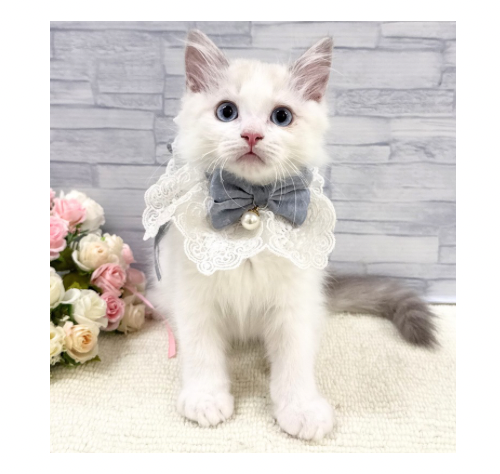 山口県のラグドール (アミーゴ周南店/2026年4月2日生まれ/男の子/ブルーポイントバイカラー)の子猫の3枚目の画像