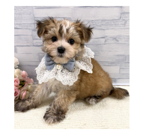山口県のハーフ犬・ミックス犬 (アミーゴ周南店/2026年4月27日生まれ/男の子/セーブルホワイト)の子犬