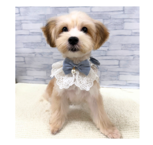 山口県のハーフ犬・ミックス犬 (アミーゴ周南店/2026年4月27日生まれ/男の子/セーブルホワイト)の子犬の2枚目の画像