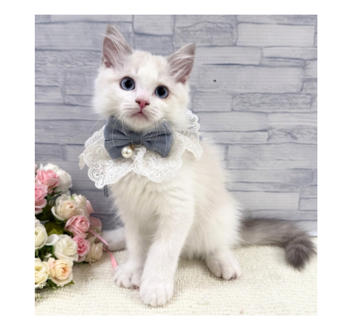 山口県のラグドール (アミーゴ周南店/2026年4月2日生まれ/男の子/ブルーポイントバイカラー)の子猫