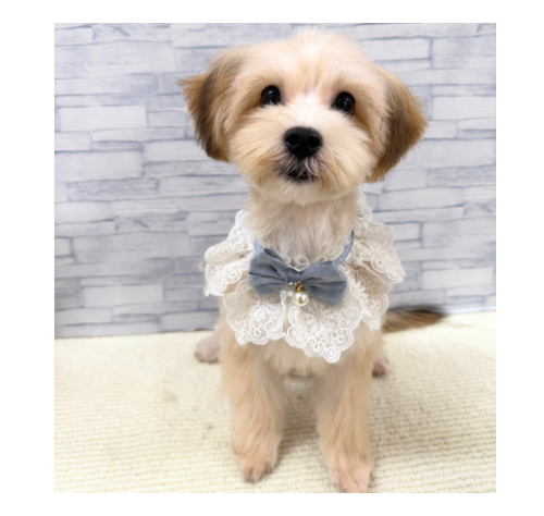 山口県のハーフ犬・ミックス犬 (アミーゴ周南店/2026年4月27日生まれ/男の子/セーブルホワイト)の子犬の3枚目の画像