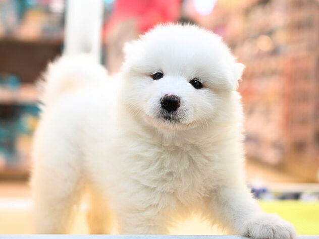 岡山県のサモエド (アミーゴ大安寺店/2026年4月6日生まれ/女の子/ホワイト)の子犬の3枚目の画像