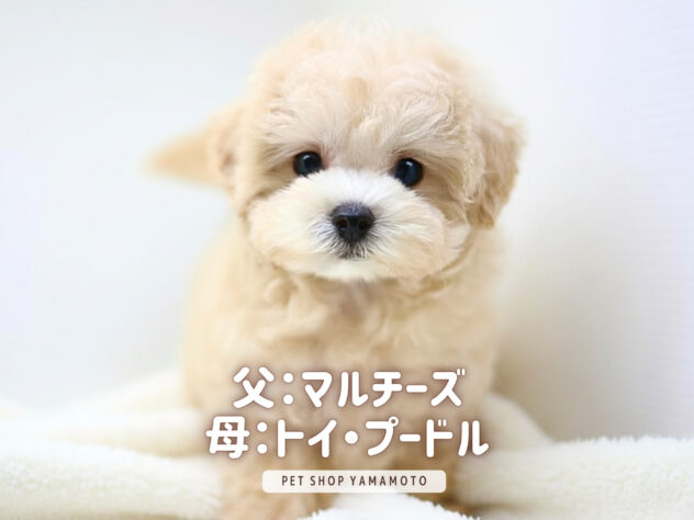 岡山県のハーフ犬・ミックス犬 (アミーゴ大安寺店/2026年4月11日生まれ/女の子/クリーム)の子犬