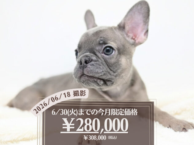 岡山県のフレンチブルドッグ (アミーゴ大安寺店/2026年3月10日生まれ/女の子/ブルーフォーン)の子犬の1枚目の画像