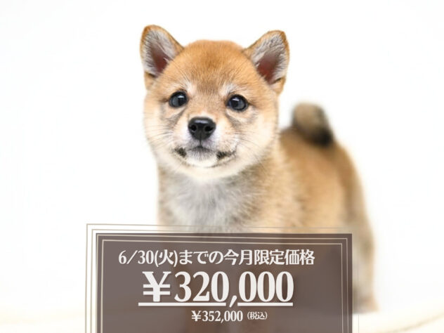 岡山県の豆柴 (アミーゴ大安寺店/2026年4月6日生まれ/女の子/赤)の子犬の1枚目の画像