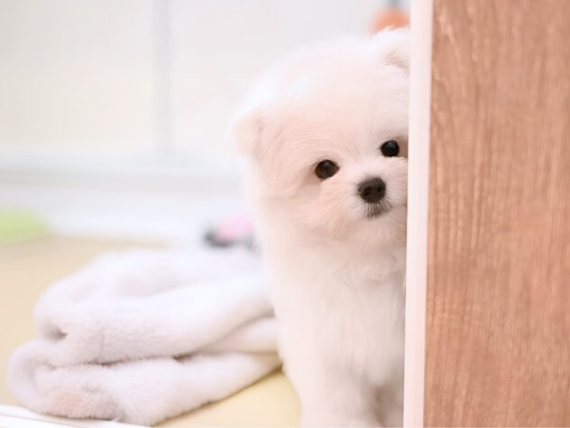 岡山県のハーフ犬・ミックス犬 (アミーゴ大安寺店/2026年4月18日生まれ/男の子/クリーム)の子犬の4枚目の画像