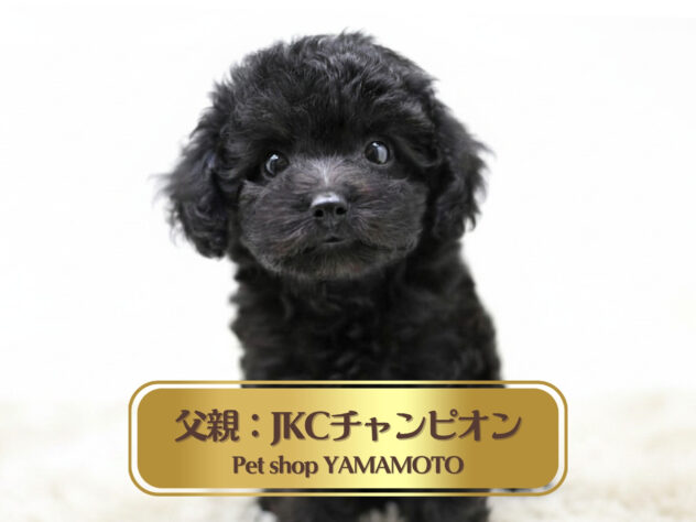 岡山県のトイプードル(トイ) (アミーゴ大安寺店/2026年4月4日生まれ/女の子/ブラック)の子犬