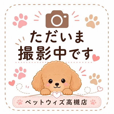 大阪府のハーフ犬・ミックス犬 (アミーゴ高槻店/2026年5月6日生まれ/女の子/ブラックタン)の子犬