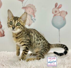 広島県のベンガル (アミーゴ温品店/2026年3月15日生まれ/女の子/ブラウンスポットタビー)の子猫の2枚目の画像