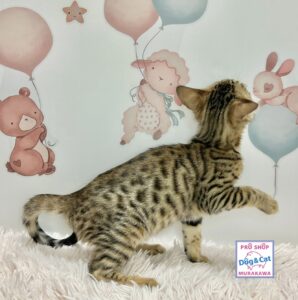 広島県のベンガル (アミーゴ温品店/2026年3月15日生まれ/女の子/ブラウンスポットタビー)の子猫の3枚目の画像